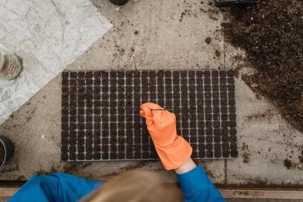 A Complete Beginner's Guide to Food Gardening